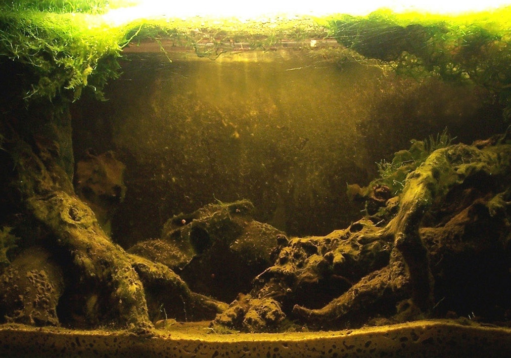 1 (44)